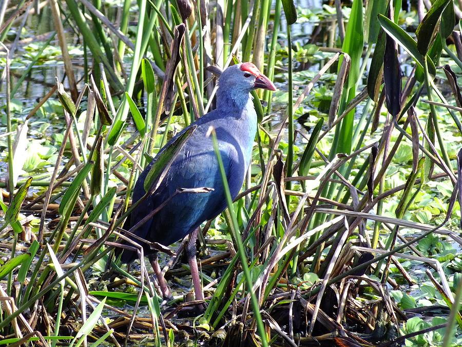 Purple Moorhen Photograph by Peggy King