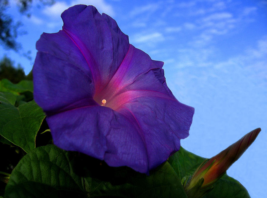 Purple Morning Glory Photograph by Bill Marder