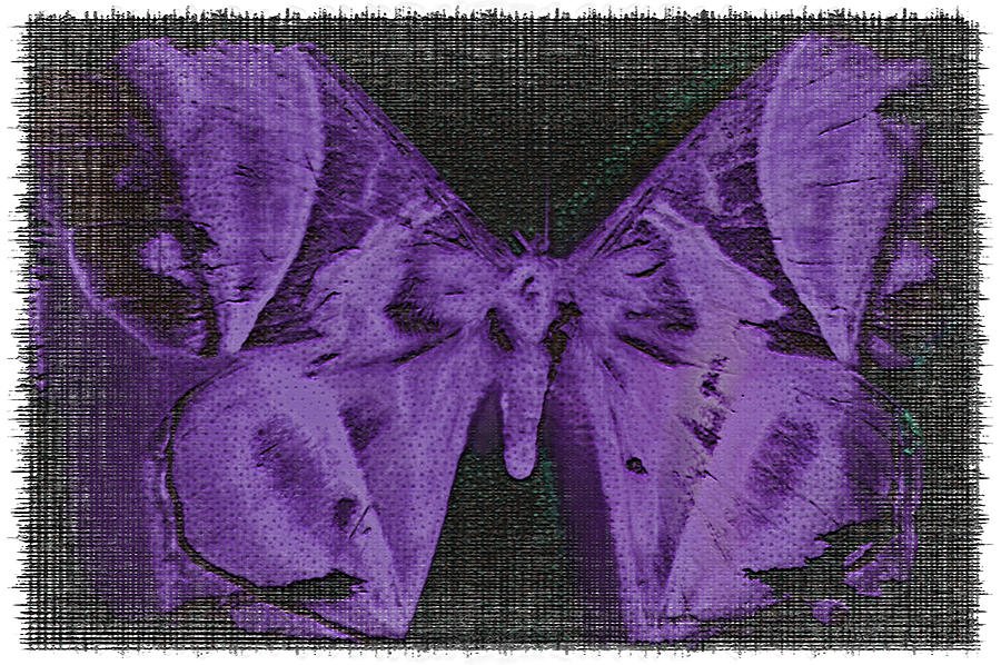 Purple Moth  Photograph by Bill Owen