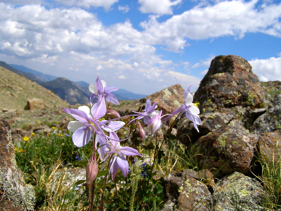 Purple Mountain Majesty  Photograph by Alan Johnson