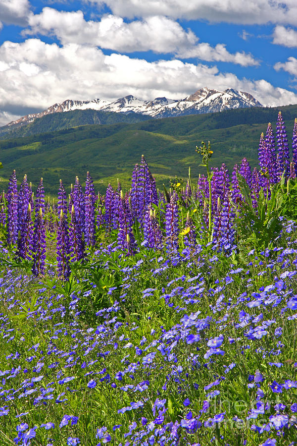 Purple Mountain Majesty Photograph by Bill Singleton