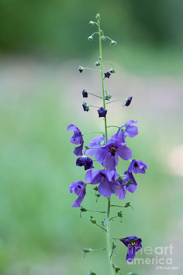Purple Mullein Wild Flower Photograph by Jivko Nakev