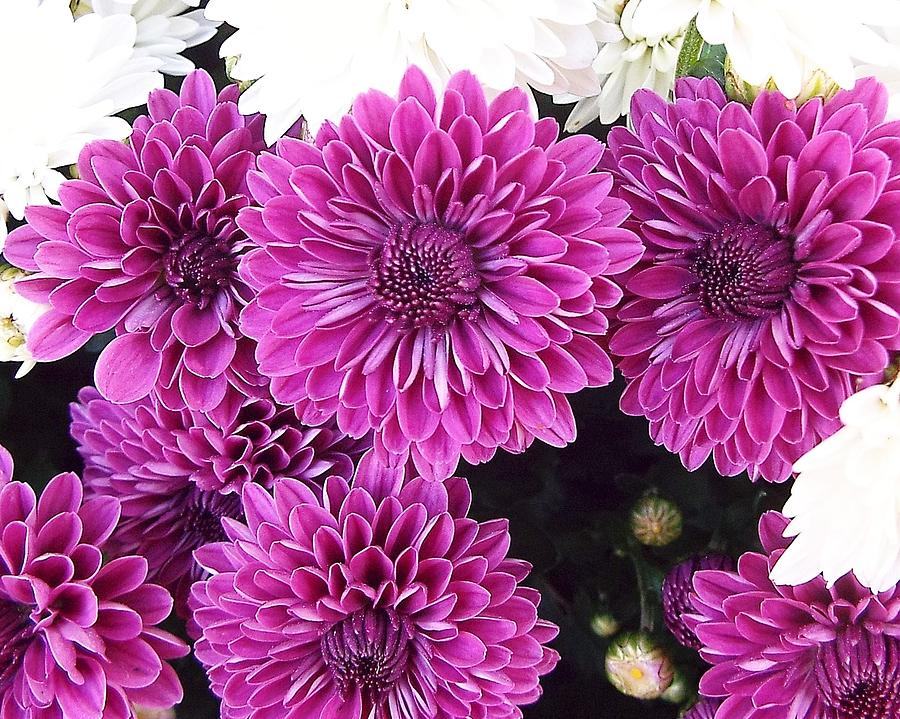 Purple Mums Photograph by Keith Bass | Fine Art America