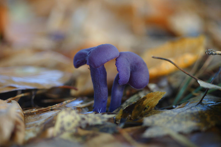 Purple mushroom Photograph by Erik Tanghe