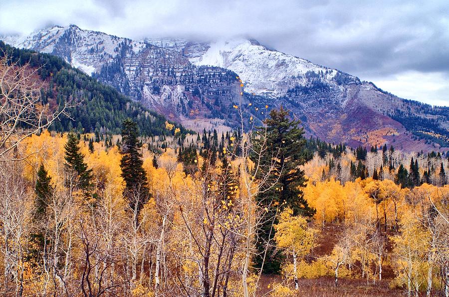 Purple N Gold Photograph by Valene Dubbelman - Fine Art America