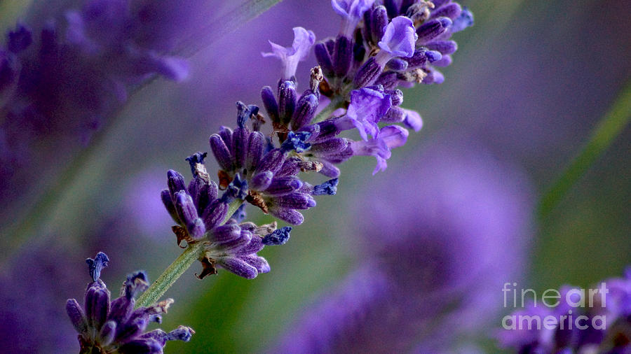 Purple Nature - Lavender Lavandula Photograph by Eva-Maria Di Bella