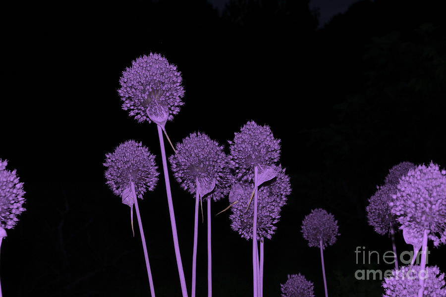 Nature Photograph - Purple Night by Karry Degruise