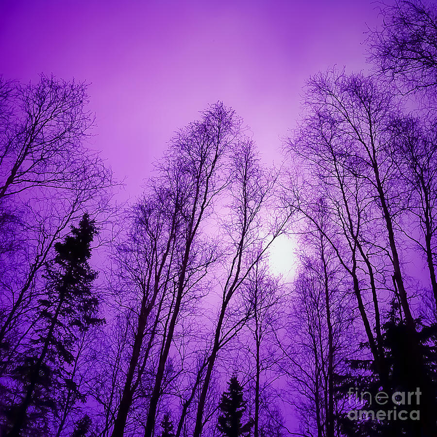 Purple Noon Photograph by Susan Serna - Pixels