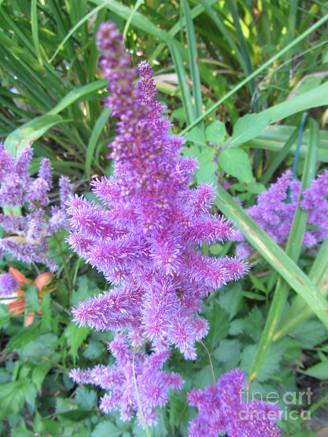 Purple Nurple Flower Photograph by Susan Carella
