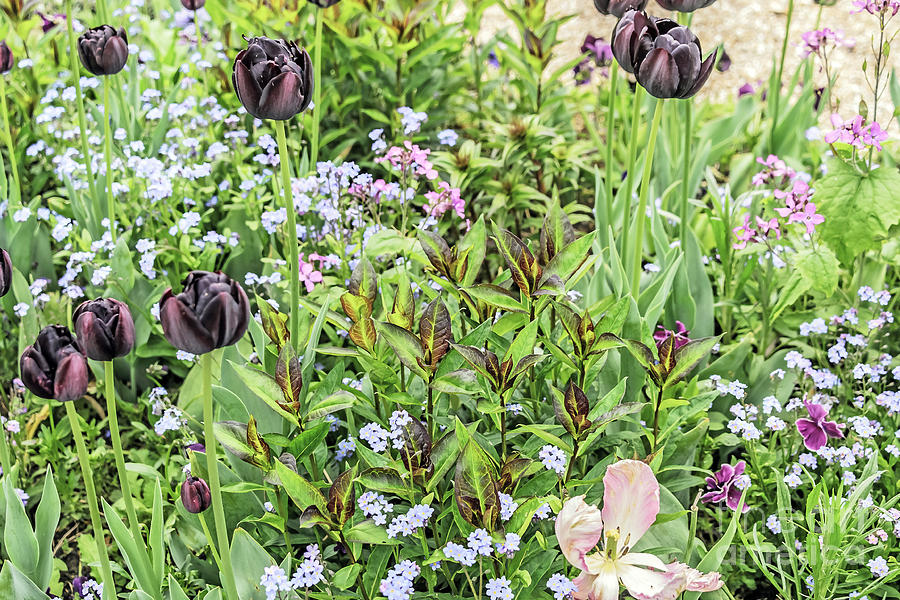 Purple of Monets Garden Photograph by Elvis Vaughn