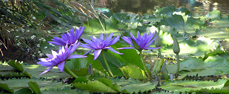 Flower Photograph - Purple on Green Lilies by John Lautermilch