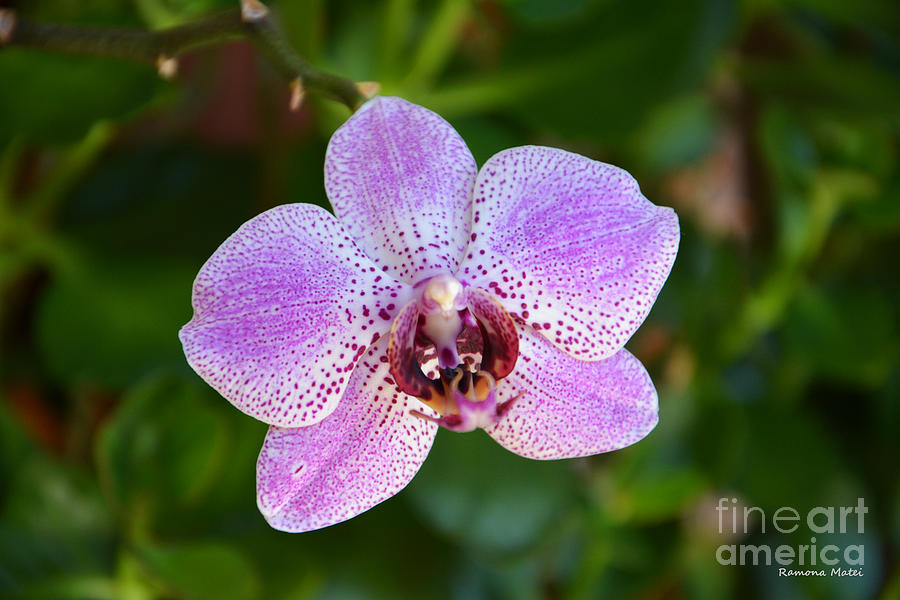 Orchid Photograph - Purple on green by Ramona Matei