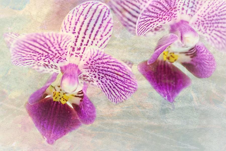 Purple orchid 2 Photograph by Rudy Umans