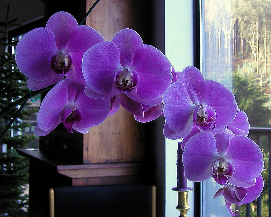 Purple Orchid Photograph by AJ  Schibig