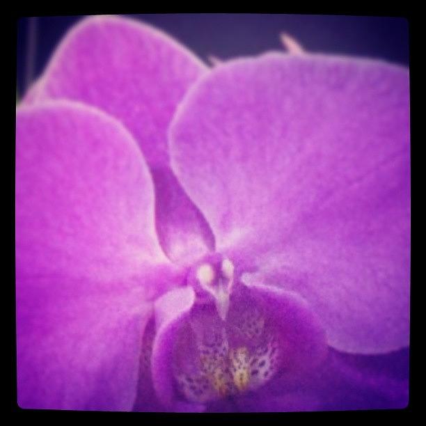 Purple Orchid ©ashley F Photograph by Ashley Flowers
