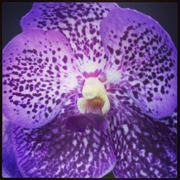 Purple Orchid Photograph by Ashley Flowers