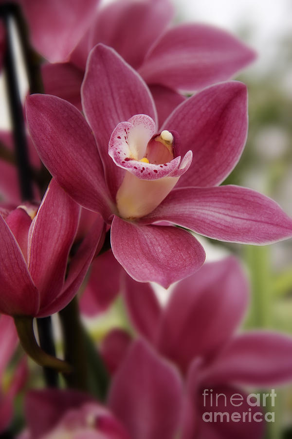 Purple Orchid Bloom Photograph