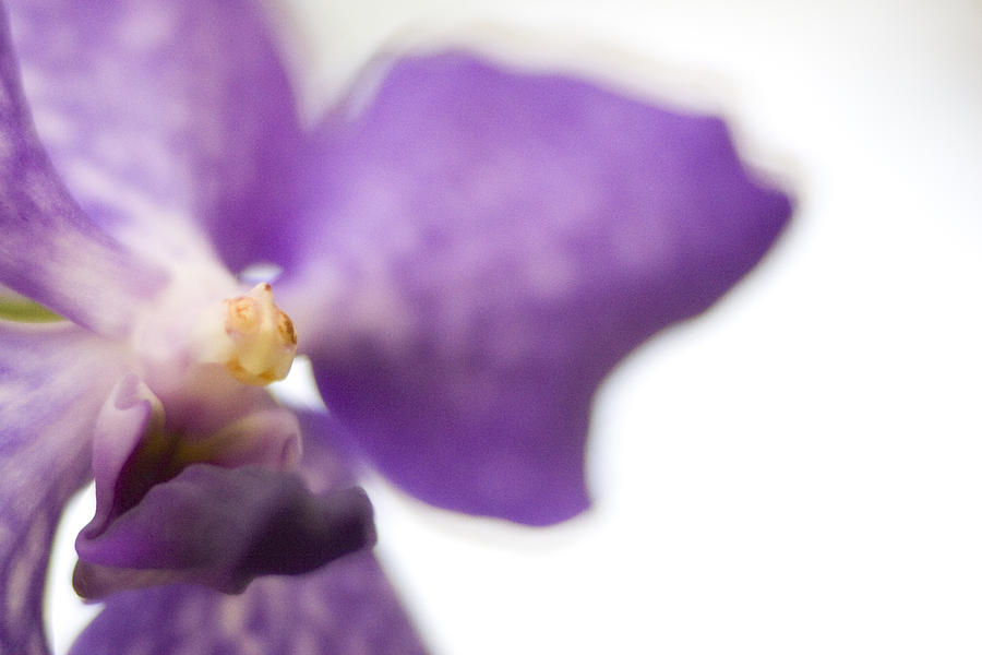 Purple Orchid Photograph