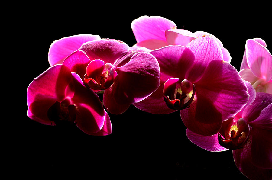 Orchid Photograph - Purple Orchid by David Hohmann