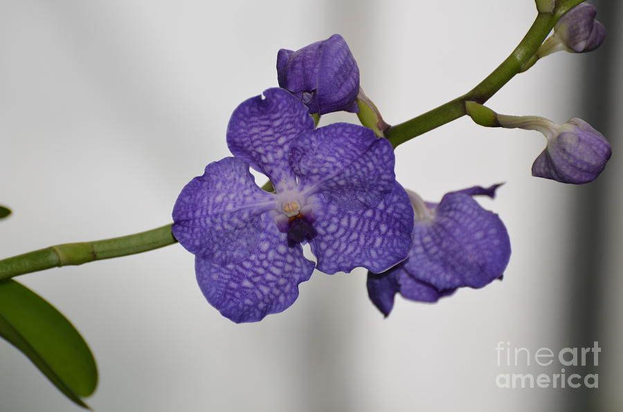 Purple Orchid Flower Photograph by DejaVu Designs