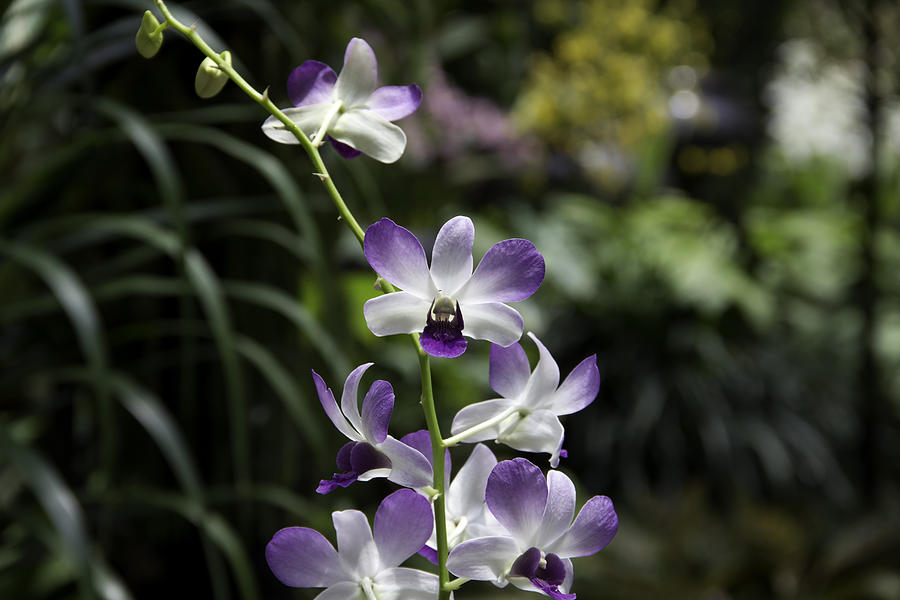 Purple orchid flower inside the National Orchid Garden in Singapore Photograph by Ashish Agarwal