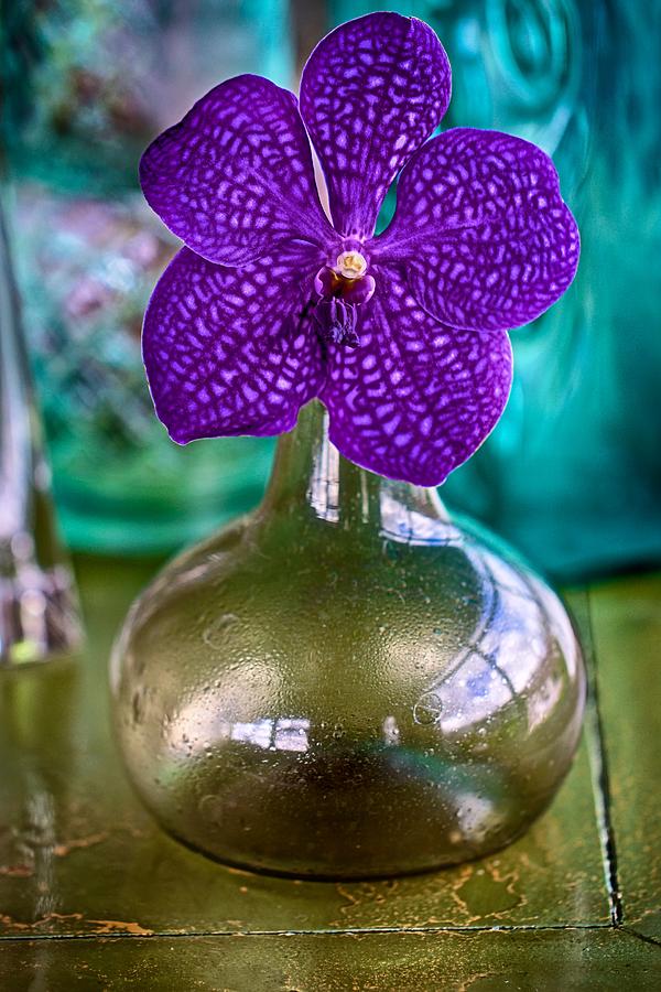 Purple Orchid in Vase Photograph by Jade Moon 