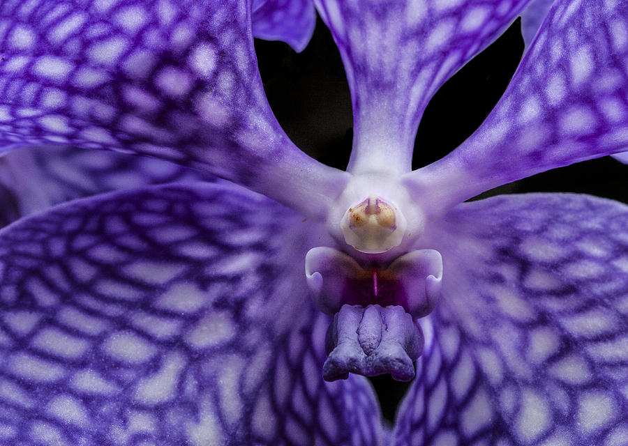 Purple Orchid Photograph by Jean Noren