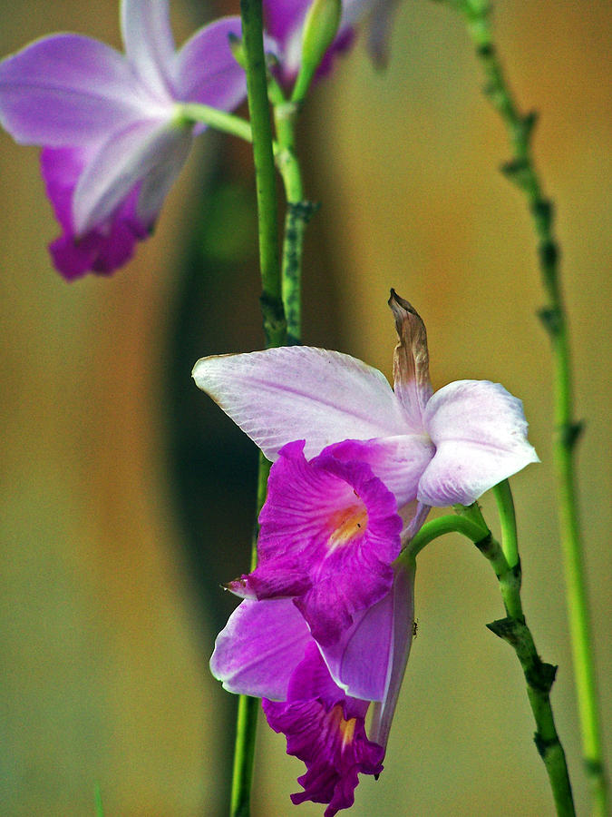Purple Orchid Photograph by Jennifer Robin
