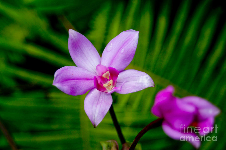 Purple Orchid Photograph by Laarni Montano