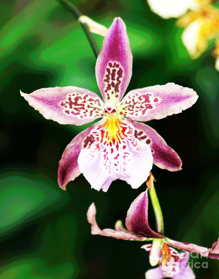 Purple Orchid Photograph by Larry Oskin