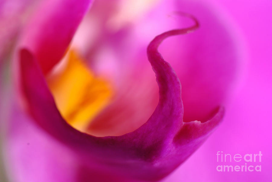 Purple orchid macro Photograph by Martin Capek