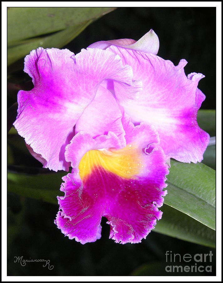 Purple Orchid Photograph by Mariarosa Rockefeller