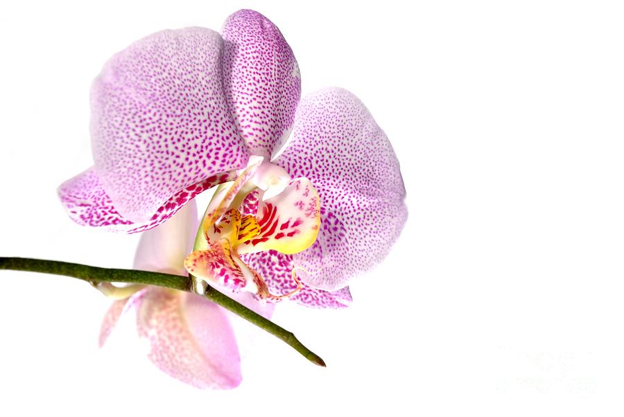 Purple Orchid Photograph by Martin Capek