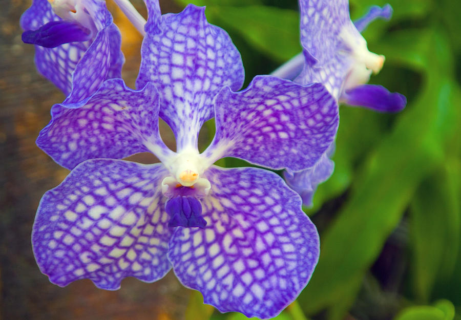 Purple Orchid Photograph by Matthew Bamberg