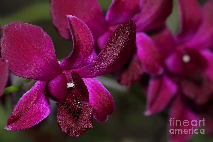 Purple Orchid Photograph by Meg Rousher