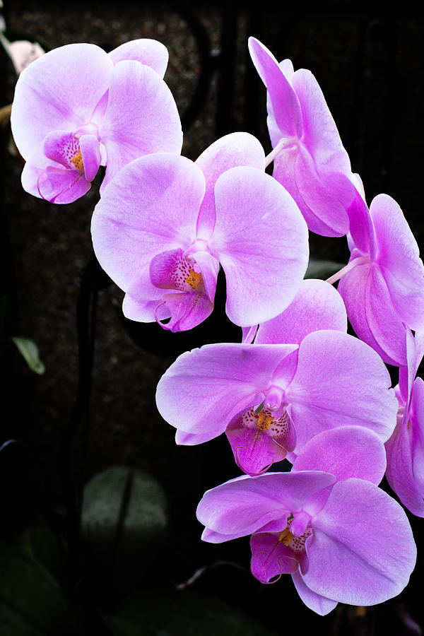 Purple Orchid Photograph by Michael Porchik