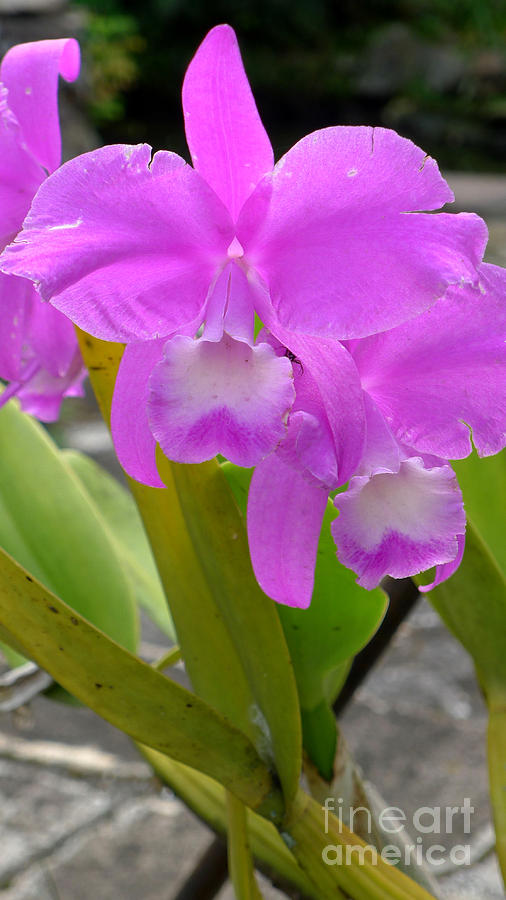 Orchid Photograph - Purple Orchid by Mukta Gupta