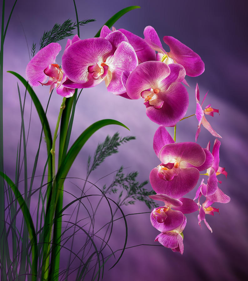Purple Orchid Digital Art by Nina Bradica