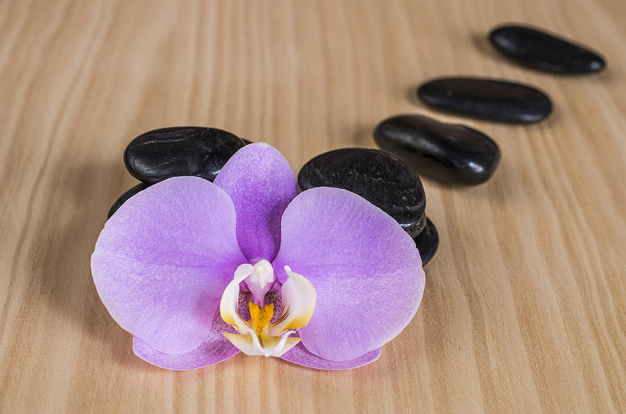 Purple orchid Photograph by Paulo Goncalves