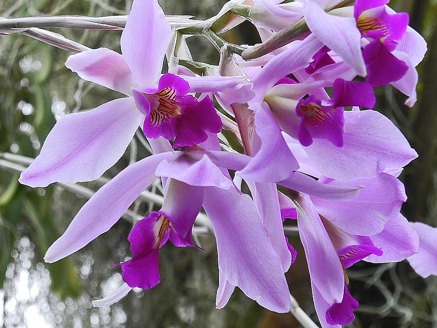 Purple Orchid Personality Photograph by Patricia Greer