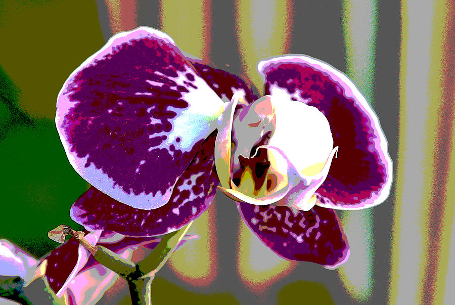Purple Orchid Posterized I Digital Art by Linda Brody