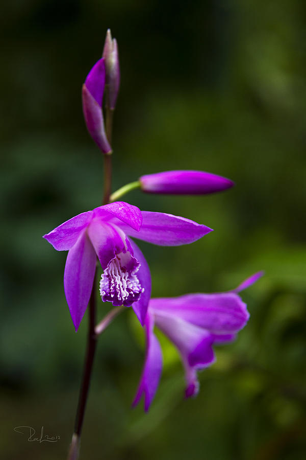 Purple Orchid Photograph by Raffaella Lunelli