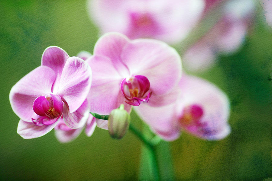 Purple Orchid Photograph by Rebecca Cozart