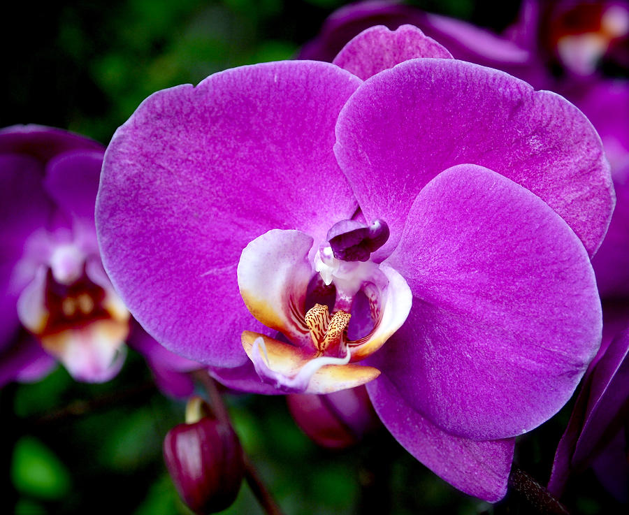 Purple Orchid Photograph by Rona Black