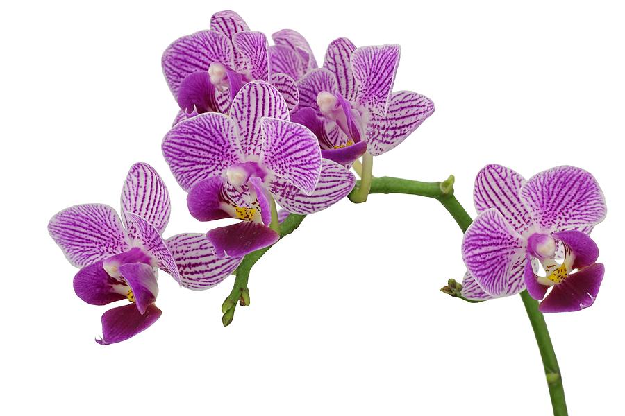 Purple Orchid-3 Photograph by Rudy Umans