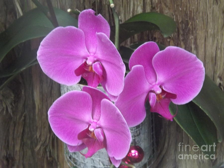 Purple Orchid Triplets Photograph by Lingfai Leung