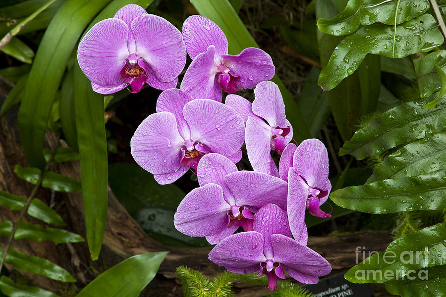 Purple Orchids at a Botanical Garden Photograph by Jill Lang