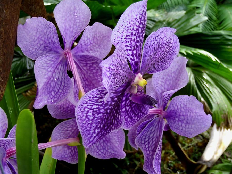 Purple Orchids Photograph
