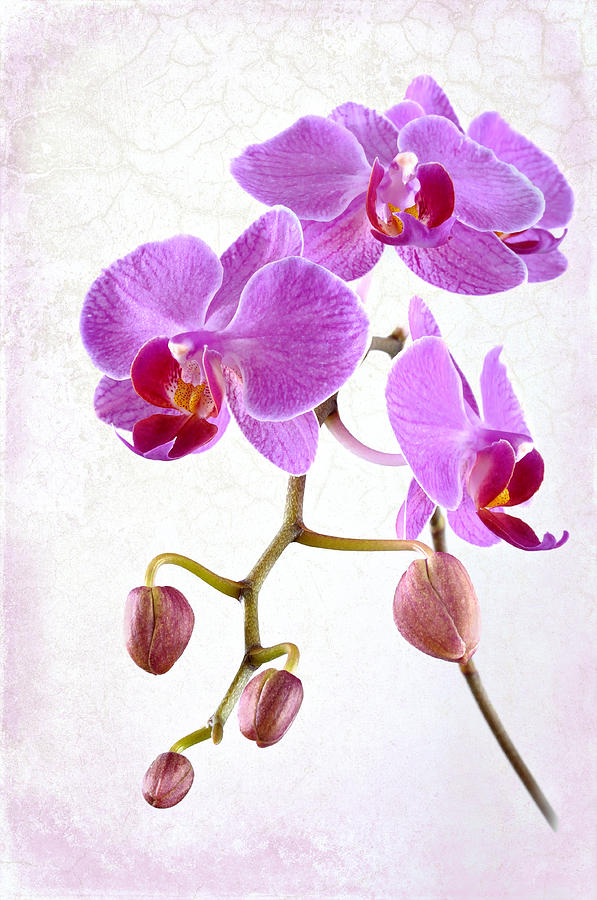 Purple Orchids Photograph by Carol Eade