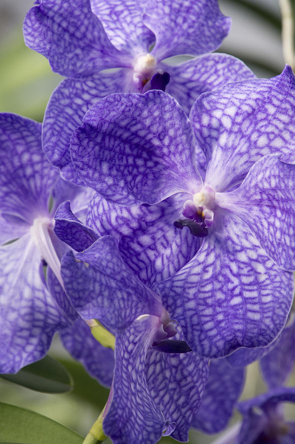 Purple orchids Photograph by Elena Perelman
